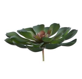 LARGE ECHEVERIA 11CM GREY
