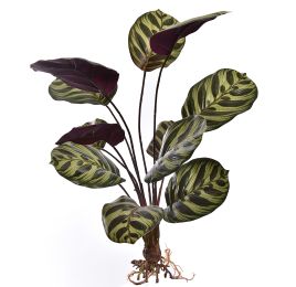 CALATHEA 50CM TWO TONE GREEN