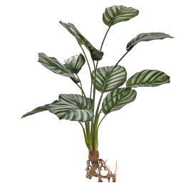 CALATHEA 50CM WHITE GREEN