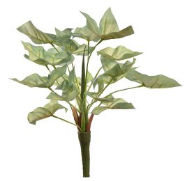 SYNGONIUM BUSH 36CM GREEN