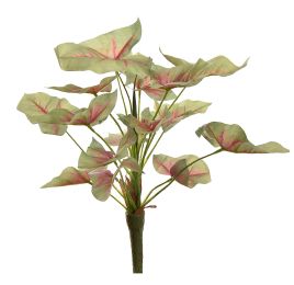 SYNGONIUM BUSH 36CM GREEN RED