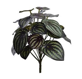 WATERMELON PEPEROMIA BUSH W/24LVS 28CM BURGUNDY GREEN