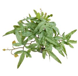 FLAT ACER PLANT LIGHT GREEN