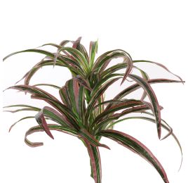 SPIDER PLANT 35CM BURGUNDY