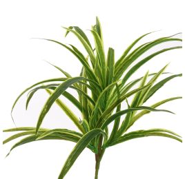 SPIDER PLANT 35CM GREEN YELLOW