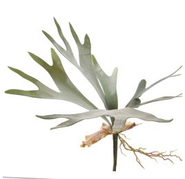 STAGHORN 40CM GREEN
