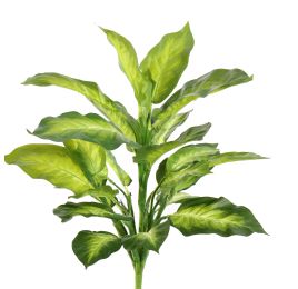 GOLDEN DIEFFENBACHIA 45CM GREEN