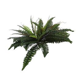 BOSTON FERN BUSH W/48LVS 52CM GREEN
