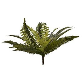 BOSTON FERN 43CM GREEN