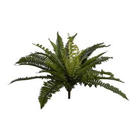 BOSTON FERN 45CM GREEN