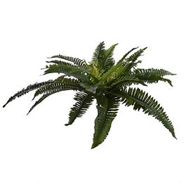 BOSTON FERN 59CM GREEN