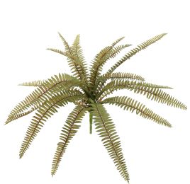 BOSTON FERN 40CM GREEN