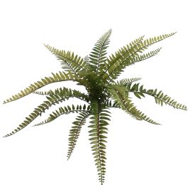 BOSTON FERN 35CM GREEN