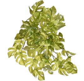 VARI SPLIT PHILO HANGING BUSH X8 35CM WHITE GREEN