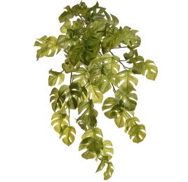 SPLIT PHILO HANGING BUSH X8 50CMGREEN
