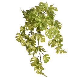 SPLIT PHILO HANGING BUSH X8 50CM WHITE GREEN