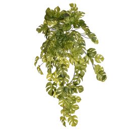 SPLIT PHILO HANGING BUSH X12 70CM GREEN