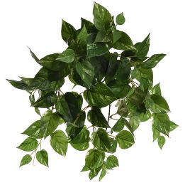 BUSH X 8 W/116LVS POTHOS