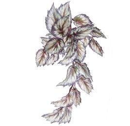 BEGONIA HANGING BUSH 47CM LAVENDER