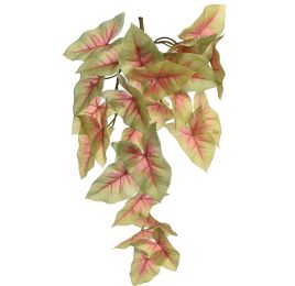 SYNGONIUM BUSH 46CM GREEN RED