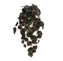 WATERMELON PEPEROMIA HANGING BUSH W/79LVS 54CM 