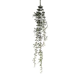 SENECIO HALIANUS 85CM GREEN