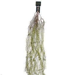 LARGE HANGING SPRENGERI 140CM GREEN