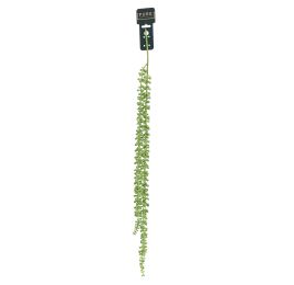 LARGE HANGING SENECIO 90CM GREEN