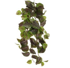 PERILLA HANGING BUSH 50CM GREEN PURPLE