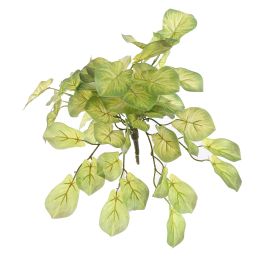 MINI ALOCASIA BUSH 40CM GREEN