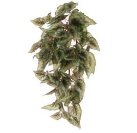 BEGONIA BUSH 50CM GREEN