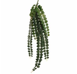 HOYA CARNOSA BUSH 90CM GREEN