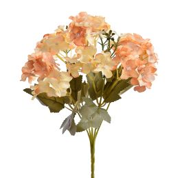 HYDRANGEA BUSH X 5 AMBER