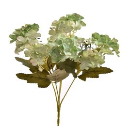 HYDRANGEA BUSH X 5 GREEN