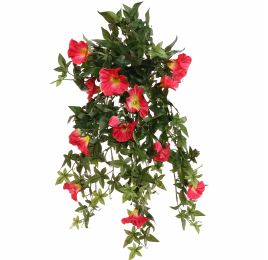 MORNING GLORY BUSH 60CM BEAUTY