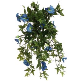 MORNING GLORY BUSH 60CM BLUE