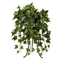 BUSH X 8 W/116LVS 30CM HOLLAND