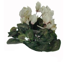 CYCLAMEN BUSH LARGE CREAM PINK