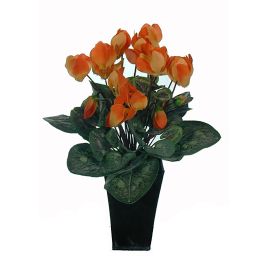 CYCLAMEN BUSH LARGE SALMON