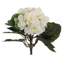 AFRICAN VIOLET BUSH 18CM CREAM