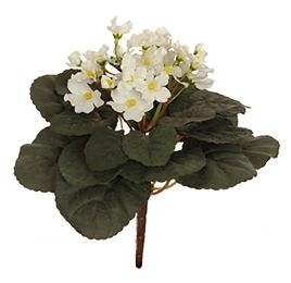 SAINTPAULIA BUSH 22CM CREAM
