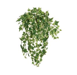 MINI IVY BUSH W/364 LVS 50CM HOLLAND IVY