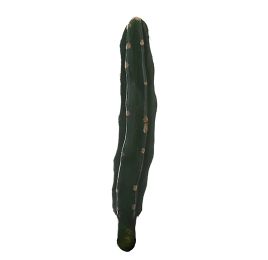 SMALL STRAIGHT CACTUS 20CM GREEN