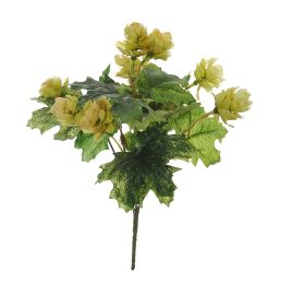 HOPS BUSH X 6 27CM GREEN