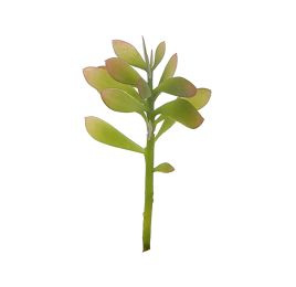 SMALL CRASSULA PICK 14CM GREEN