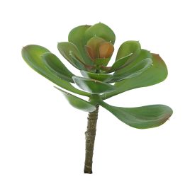 MEDIUM ECHEVERIA 15CM GREEN
