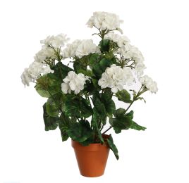 GERANIUM IN PLASTIC POT 48CM CREAM