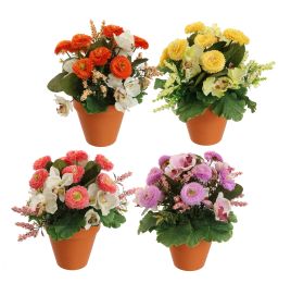 ORCHID BELLIS ARR IN PLASTIC POT D22X26CM ASSORTED