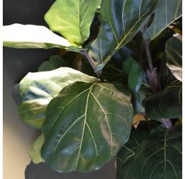FIDDLE LEAF TREE 225CM GREEN