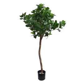 CLUSIA TREE 145CM GREEN